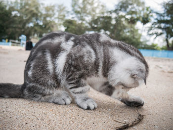 Close-up of a cat with eyes closed