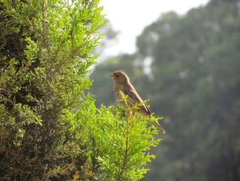 Side view of bird perching on plant