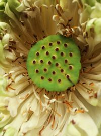 Close-up of prickly pear cactus