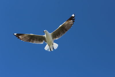 Low angle view of bird flying against clear blue sky