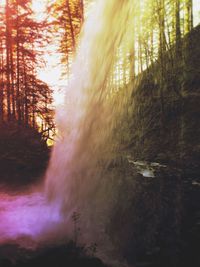 Sunlight streaming through trees in forest