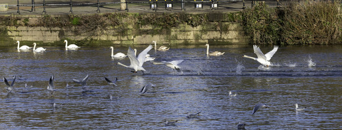 Birds flying over lake