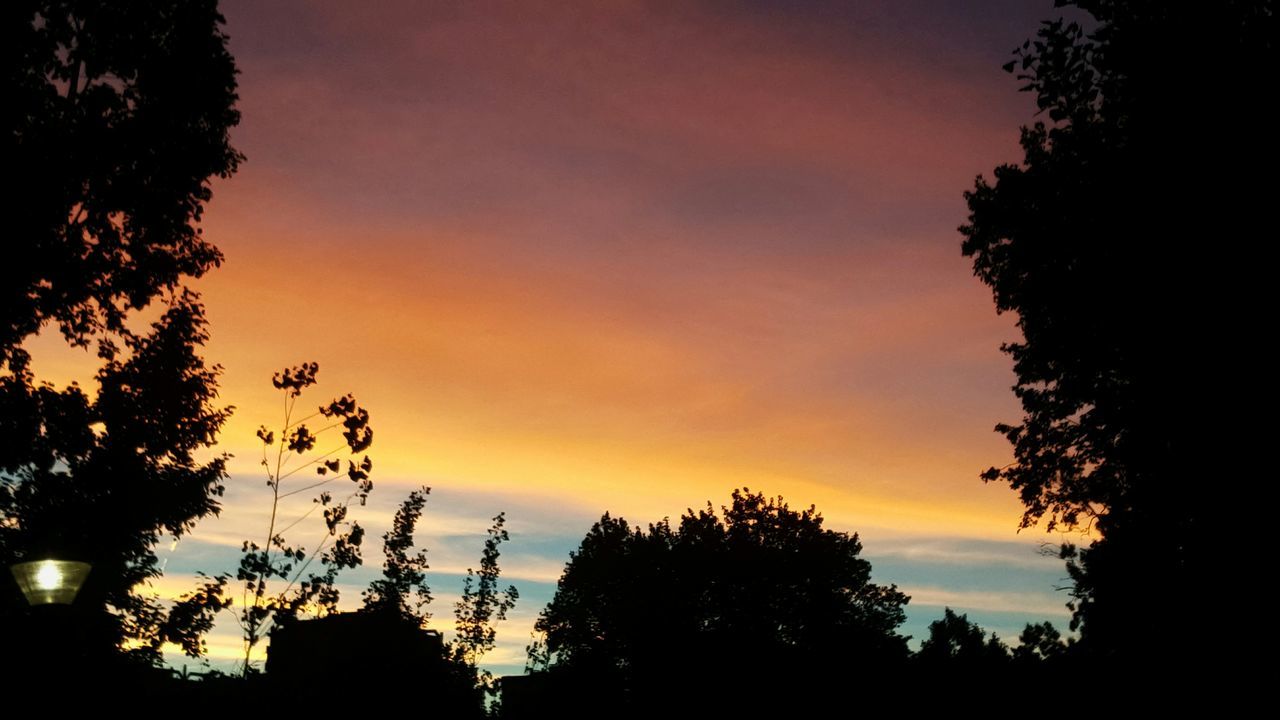 SILHOUETTE TREES AGAINST SKY