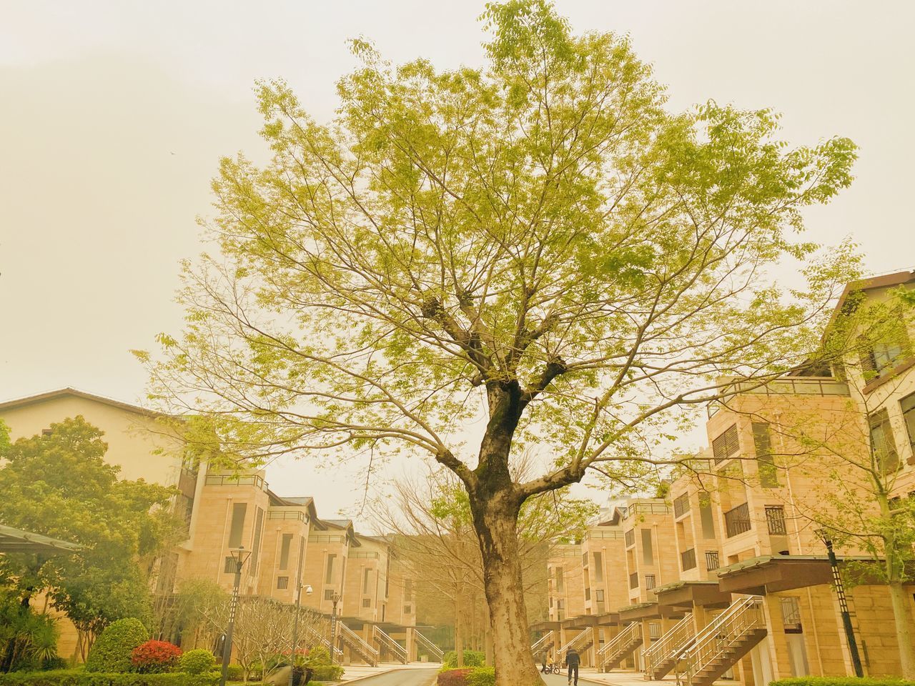 LOW ANGLE VIEW OF TREE BY BUILDING AGAINST SKY