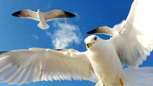 Low angle view of bird on white background