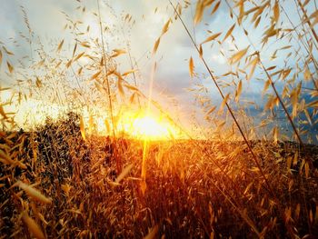 Plants growing on field at sunset