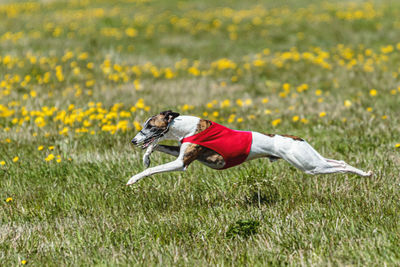 Whippet dog in red shirt running and chasing lure in the field on coursing competition