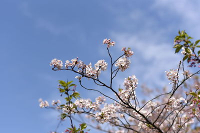 Low angle view of blooming tree against sky