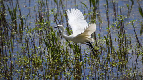 Bird flying over lake