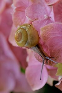 Close-up of snail on pink hydrangea flower. 