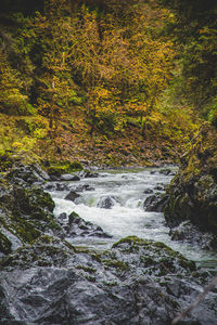 Scenic view of waterfall in forest