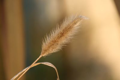 Close-up of stalks against blurred background