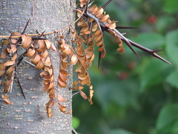 Close-up of leaf hanging on tree