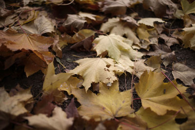 Close-up of maple leaves