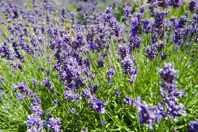 Close-up of purple flowering plants on field