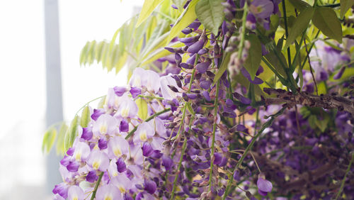 Close-up of purple flowering plants