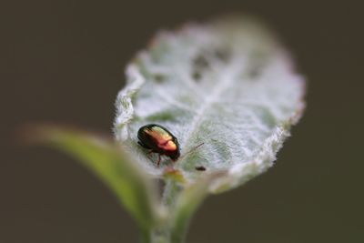 Close-up of ladybug on flower