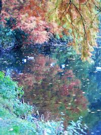 Reflection of trees in water