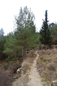 Dirt road passing through forest