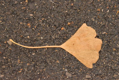 Close-up of heart shape on ground