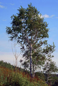 Trees on landscape against sky