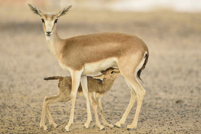 Deer standing on sand