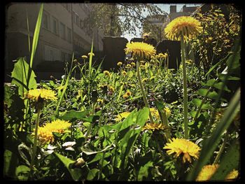 Close-up of flowers growing in garden