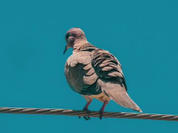 Low angle view of bird perching on blue sky