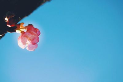 Low angle view of pink flowers against clear blue sky