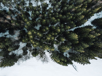 Trees in forest during winter