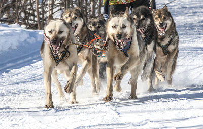 Husky dogs are pulling sledge at sunny winter forest in kamchatka, russia