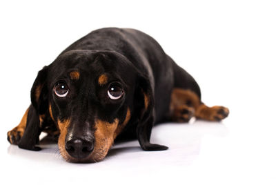 Close-up of black dog against white background