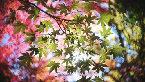 Close-up of leaves on tree