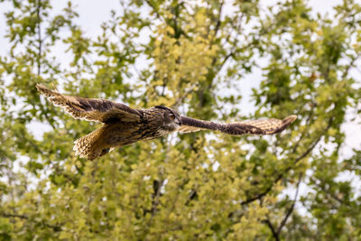 Eagle owl on fly