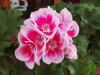 Close-up of pink flowers blooming outdoors