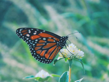 Close-up of butterfly on plant