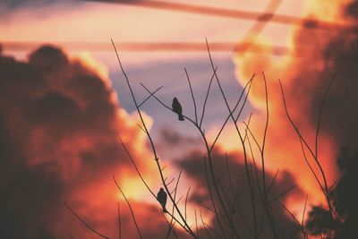 Close-up of silhouette plants on field against sky during sunset