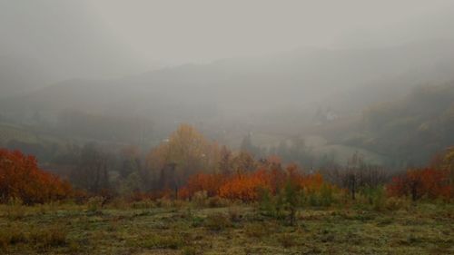 Trees in forest during foggy weather