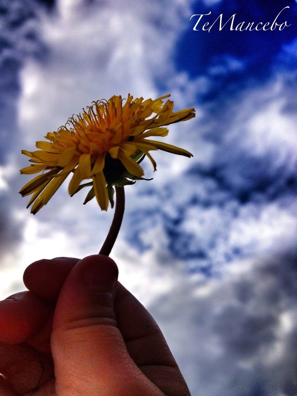 LOW ANGLE VIEW OF YELLOW FLOWERS AGAINST SKY