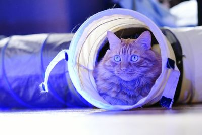 Alert cat in tube