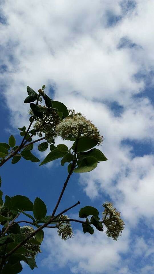 low angle view, sky, leaf, cloud - sky, tree, growth, cloudy, nature, cloud, branch, beauty in nature, day, green color, outdoors, no people, tranquility, plant, high section, blue, twig