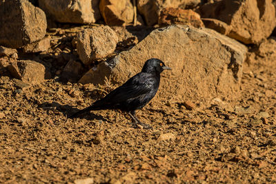 Bird perching on rock