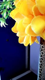 Close-up of yellow flowering plant