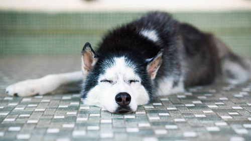 Portrait of dog resting on footpath