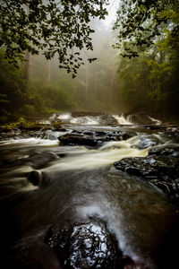 Scenic view of waterfall in forest