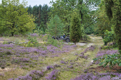 View of trees and plants in forest