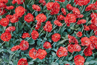 Full frame shot of red flowering plants