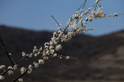 Low angle view of plant against sky