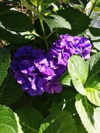 Close-up of purple flowers