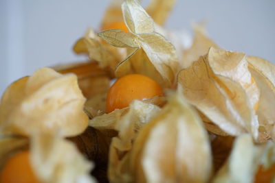 Close-up of fresh orange fruit